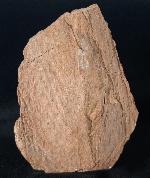 Sigillaria sp. BRONGNIART 1822 - Bild &copy; FossNet FossilienStore